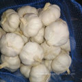 New Crop Frisch Schneewittchen Knoblauch aus China